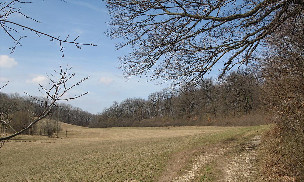 Wiesenlandschaft